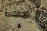 Devonian Stromatolite Slab - Orkney, Scotland #281617-1